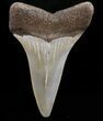 Fossil Mako Shark Tooth - Virginia #37655-1